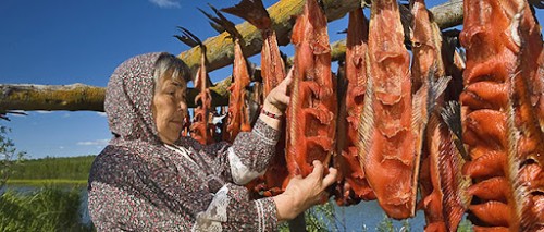 Drying Salmon