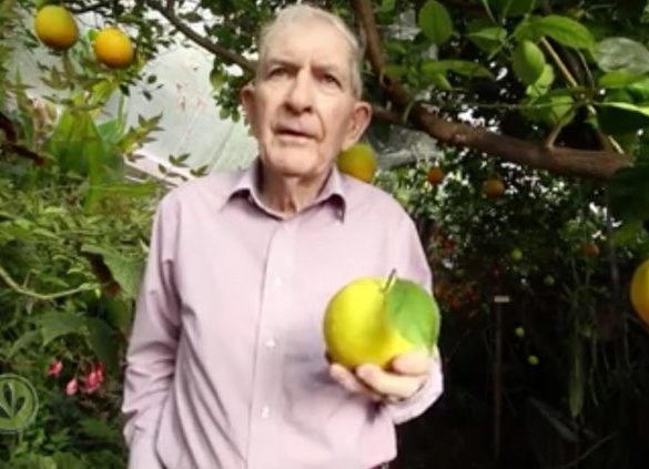 Man in pink dress shirt holding citrus fruit