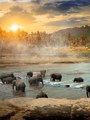 What is the goal of wildlife conservation?